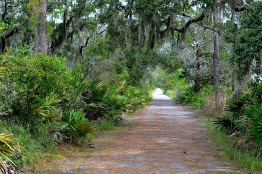Jekyll Island Nature Path clipart