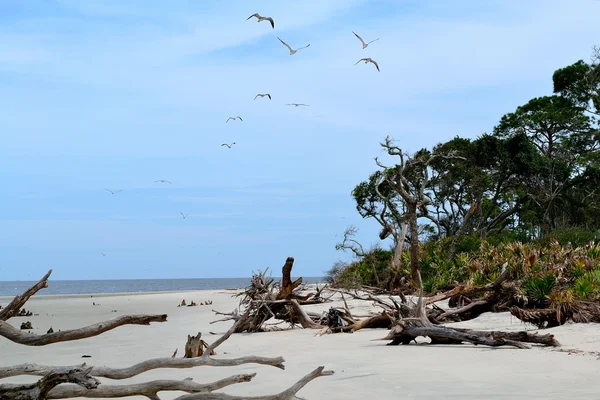 Driftwood beach na ostrově jekyll island — Stock fotografie