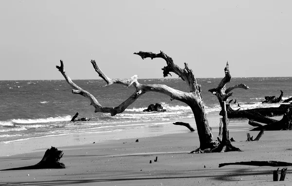 Jekyll Island üzerinde dalgaların karaya attığı odun — Stok fotoğraf