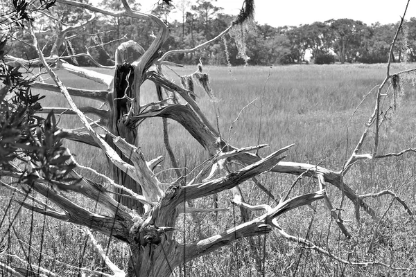 Tree Skelton Jekyll Island — Stock Photo, Image