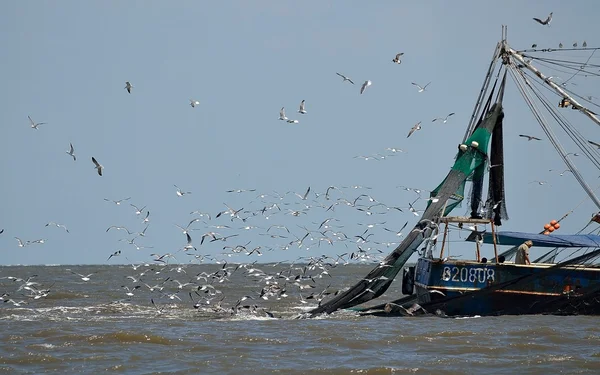 Gaivotas após barco de pesca Imagens De Bancos De Imagens