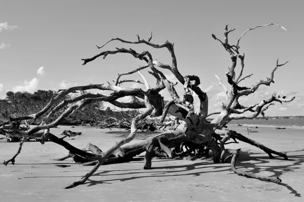 Treibholz auf der Insel Jekyll — Stockfoto