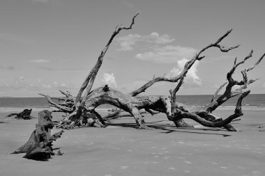 Spectacular Driftwood on Jekyll Island clipart