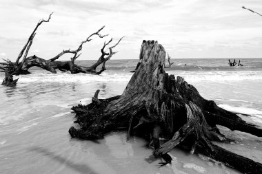 jekyll Island üzerinde dalgaların karaya attığı odun güdük
