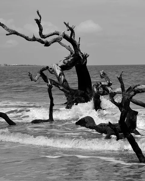 Driftwood, a szörfözést a Jekyll Island — Stock Fotó