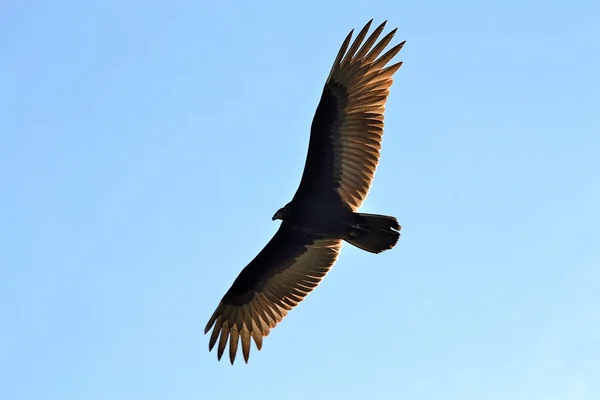 Skyhöga buzzard — Stockfoto