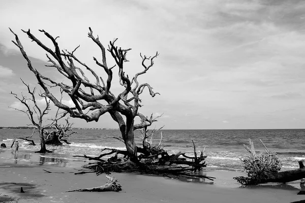 Dramatisches Treibholz auf der Insel Jekyll Stockbild