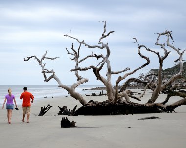 jekyll Island şaşırtıcı driftwood