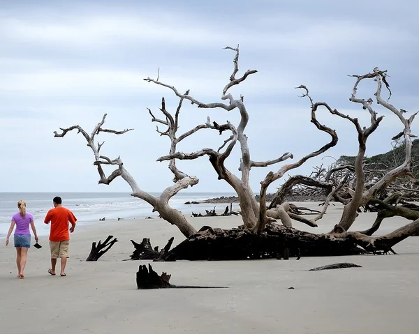 Jekyll Island şaşırtıcı driftwood Telifsiz Stok Imajlar
