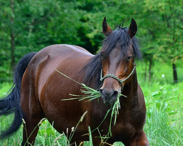 Cavallo Morgan — Foto Stock