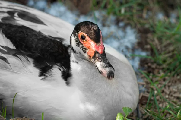 Blisko kaczki szokujące jaj — Zdjęcie stockowe