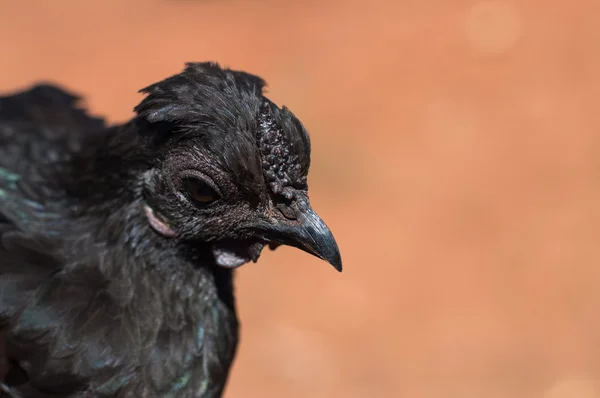 Schließung von schwarzer Henne auf Bauernhof — Stockfoto