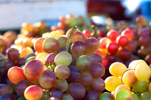 Cierre de uvas verde y púrpura — Foto de Stock