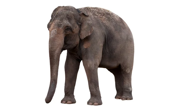 Indian elephant isolated on white background — Stock Photo, Image