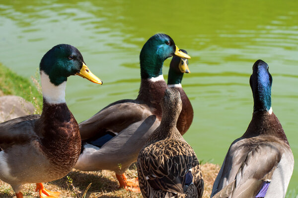 Несколько уток близко
