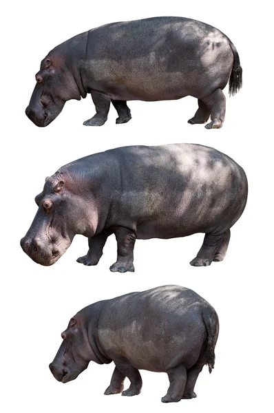 3 hippo isolated on white background — Stock Photo, Image