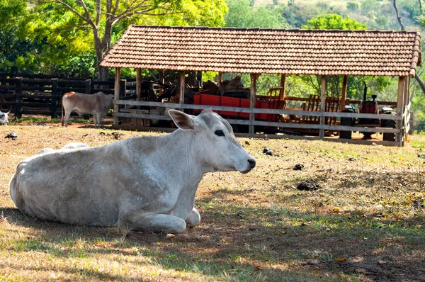 Touro descansando na sombra — Fotografia de Stock