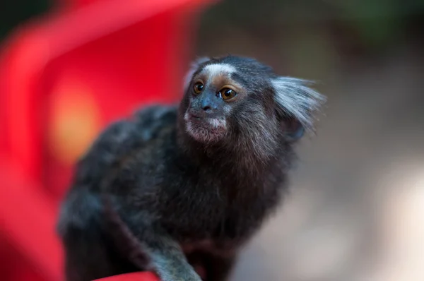 Uzavřít sagui opice — Stock fotografie