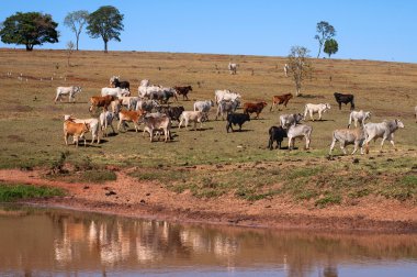 Herd of cows and bulls leaving