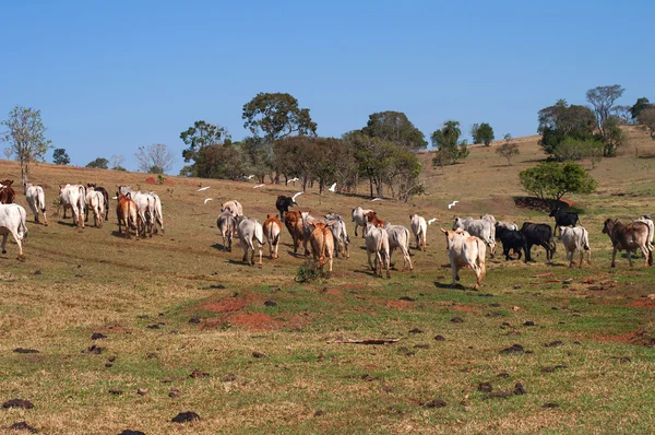 Manada de vacas y toros que salen —  Fotos de Stock