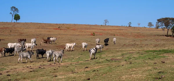 Herd of cows and bulls leaving — Stok fotoğraf
