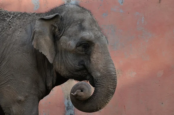 Elephant on brazilian zoo — Stock Photo, Image