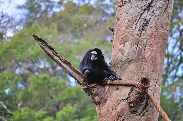 Uzavřít z opice na stromě — Stock fotografie