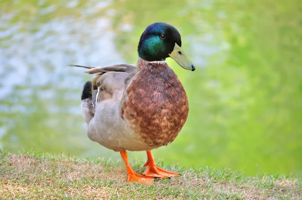 Pato colorido junto al lago — Foto de Stock