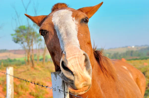 Nahaufnahme eines Hauses auf einem Bauernhof — Stockfoto