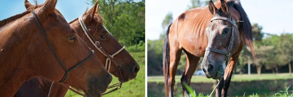 Raccolta cavalli — Foto Stock