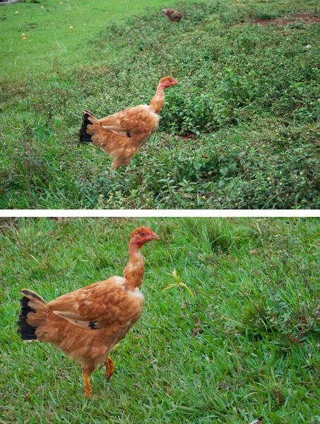 Coleção de frango — Fotografia de Stock