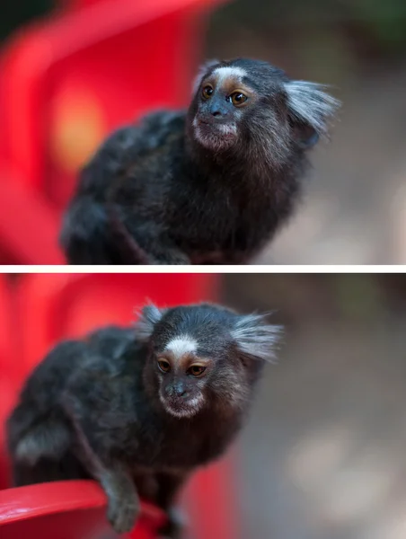 Kolekce sagui opice — Stock fotografie