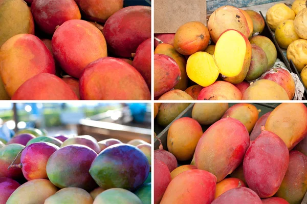 Collezione mango frutta — Foto Stock