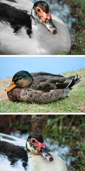 Sammlung Ente — Stockfoto