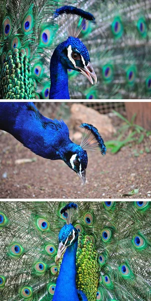 Sammlung Pfau — Stockfoto