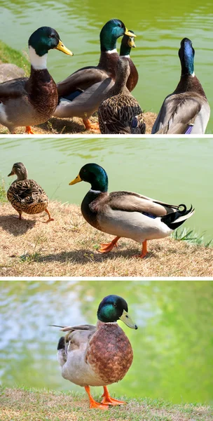 Collection duck — Stock Photo, Image