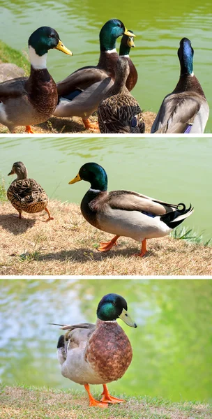 Canard de collecte — Photo