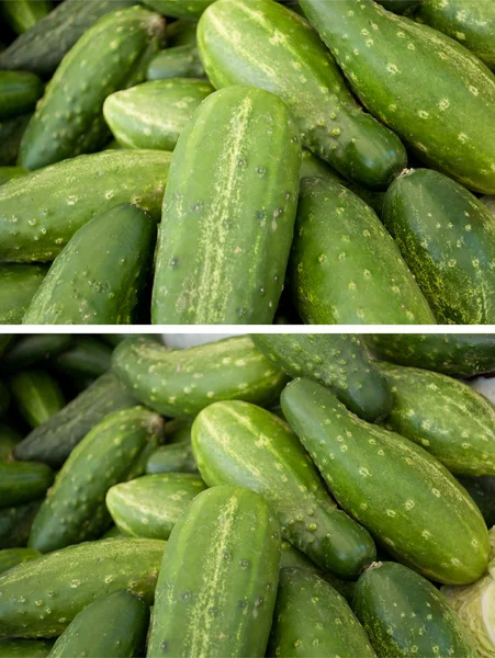 Pepino de coleção — Fotografia de Stock