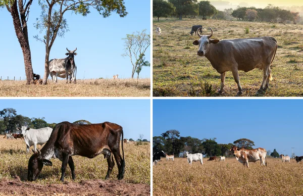 Colheita de vacas — Fotografia de Stock