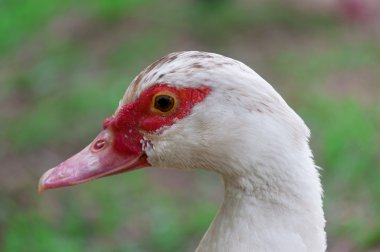 sluiten van eend hoofd