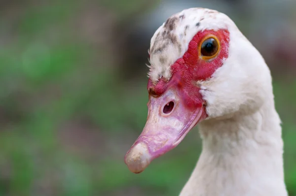 Fechar da cabeça do pato — Fotografia de Stock