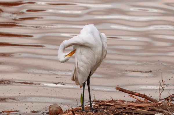 白苍鹭在污染的河流上 — 图库照片