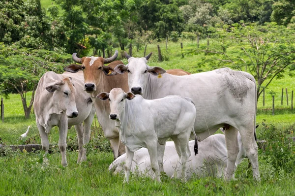 Kühe auf dem Bauernhof — Stockfoto