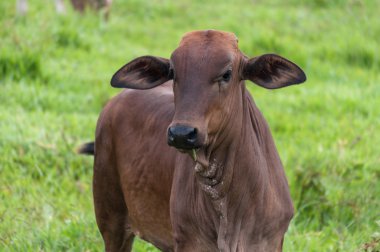 Pretty ox portrait on farm looking to camera