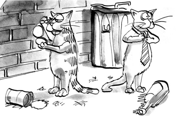 Two cats get read for work in alley