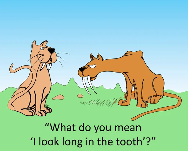 Long in the tooth — Stock Photo, Image