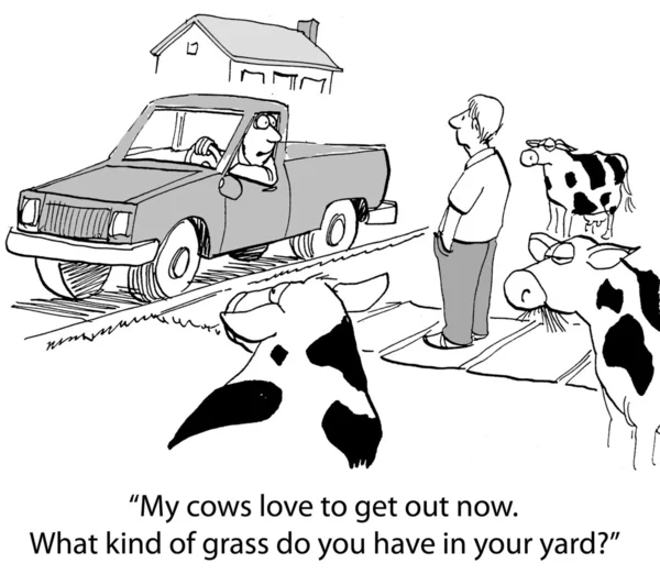 Cartoon illustration. Neighbor surprised the cows on the lawn — Stock Photo, Image