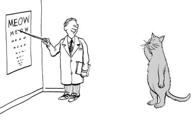 Doktor, kedi