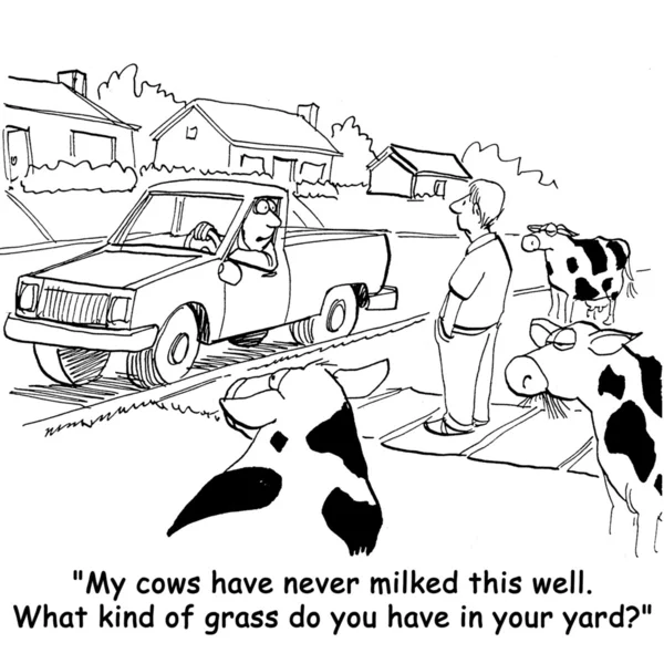 Bauer spricht über seine Kühe — Stockfoto