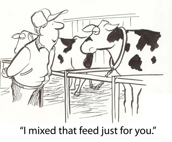 Farmer's cow gives special feed — Stock Photo, Image